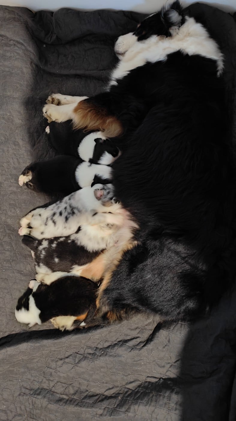 Berger Australien - Des Monts Emerveilles