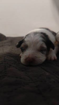 Les chiots de Berger Australien