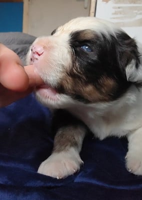 Les chiots de Berger Australien