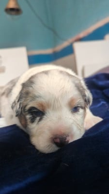 Les chiots de Berger Australien