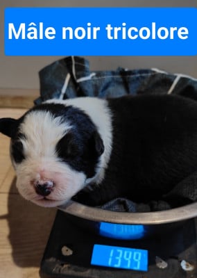 Les chiots de Berger Australien