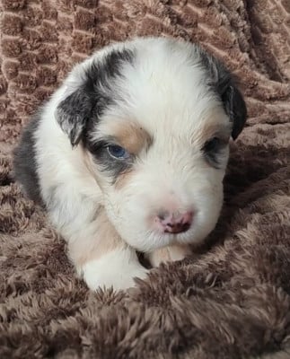 Les chiots de Berger Australien