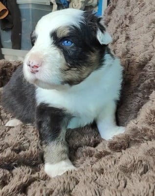 Les chiots de Berger Australien