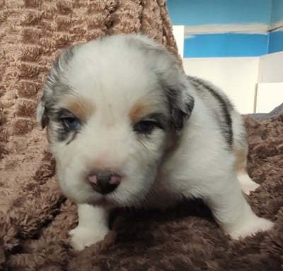 Les chiots de Berger Australien