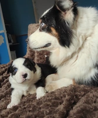 Les chiots de Berger Australien