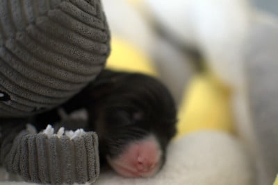 Les chiots de Berger Australien