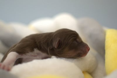 Les chiots de Berger Australien