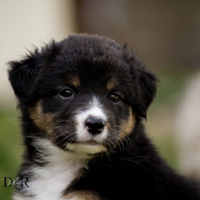 Les chiots de Berger Australien