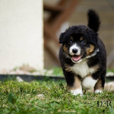 Les chiots de Berger Australien