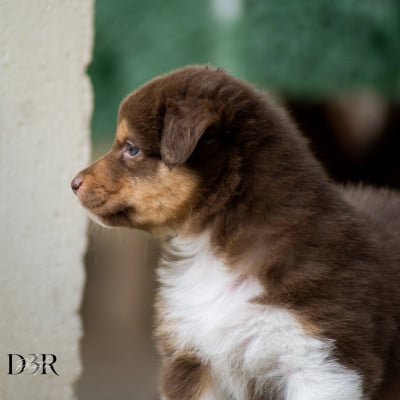 Les chiots de Berger Australien