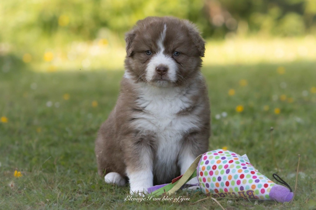 Yoga astavakra krouncha I Am Blue Of You