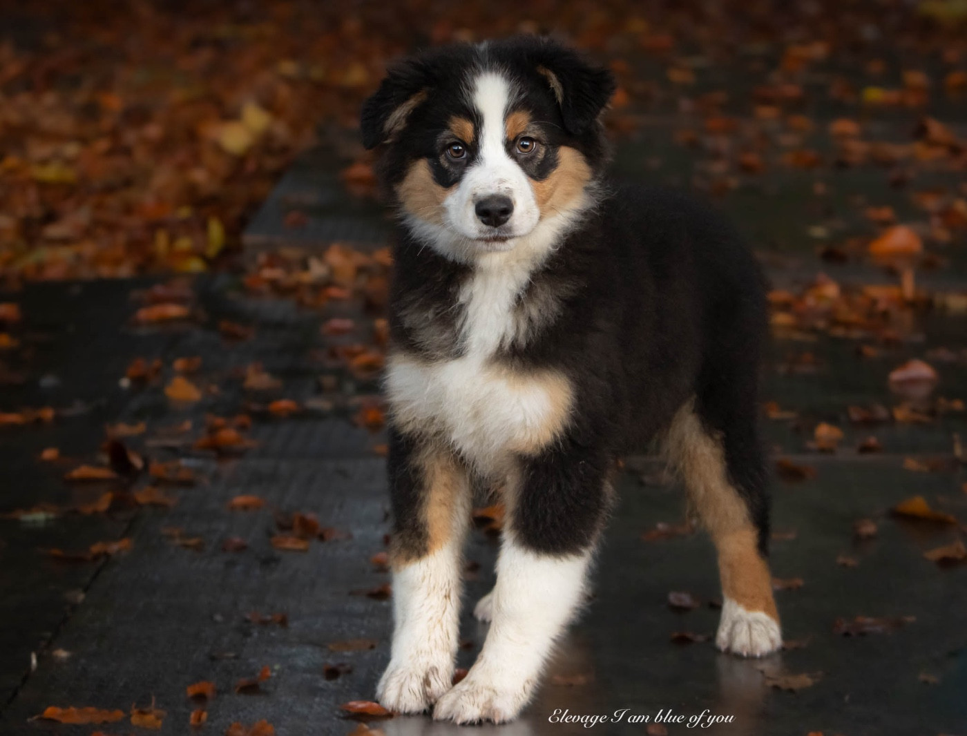 Am I blue of you du chemin de la belle etoile