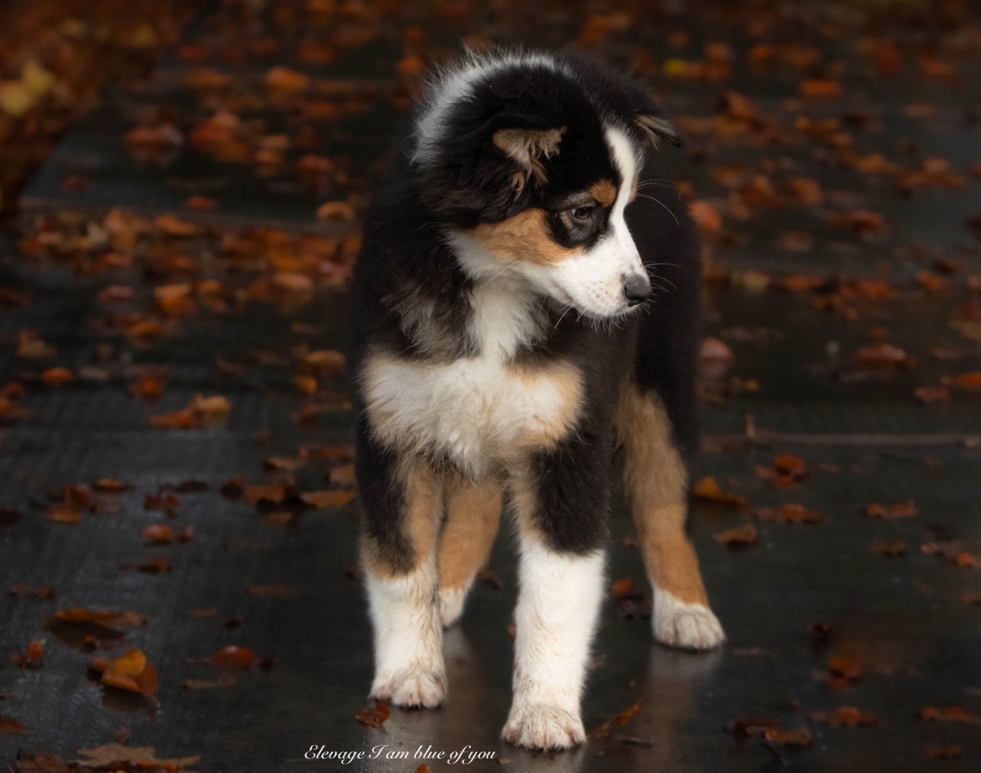 Am I blue of you du chemin de la belle etoile
