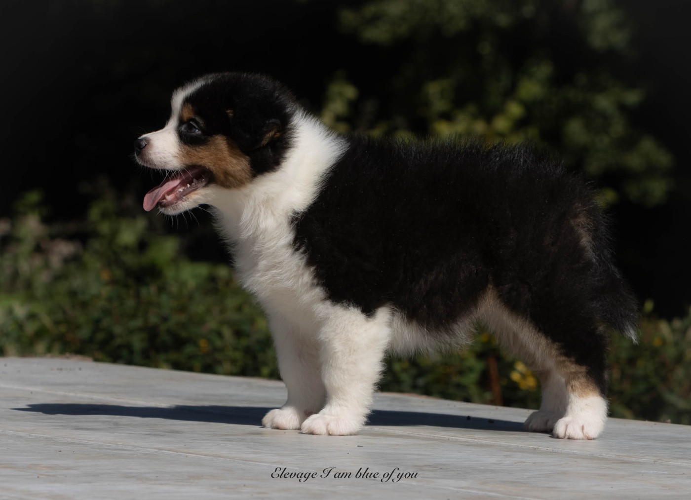 Yankee California Dreamin' I Am Blue Of You