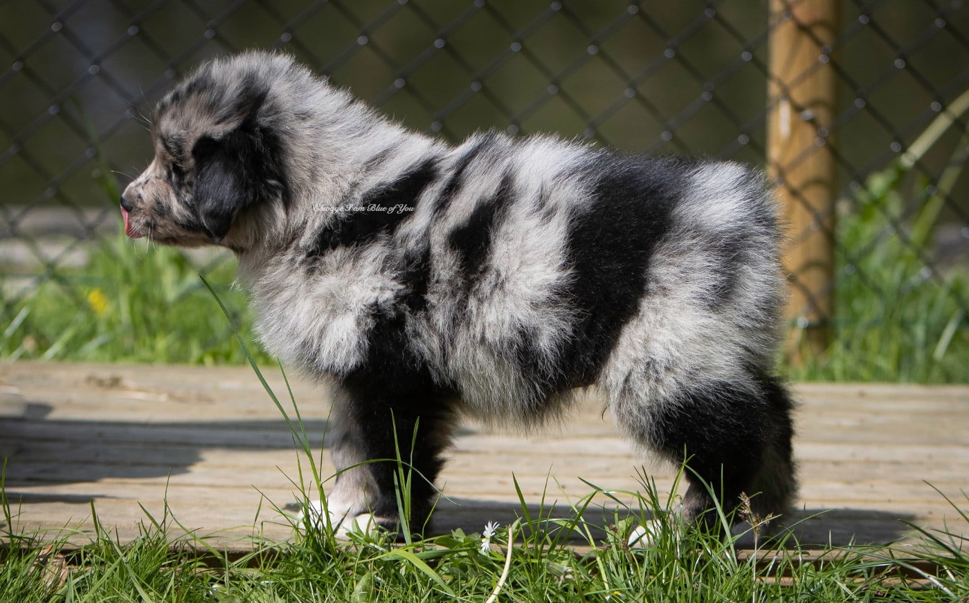 Publication : I Am Blue Of You Auteur : I am blue of you