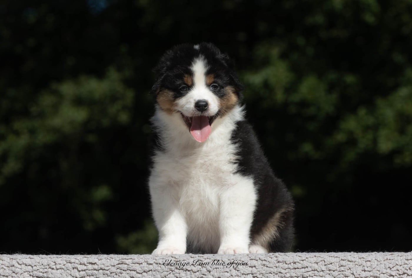 Publication : I Am Blue Of You Auteur : Elevage I am blue of you