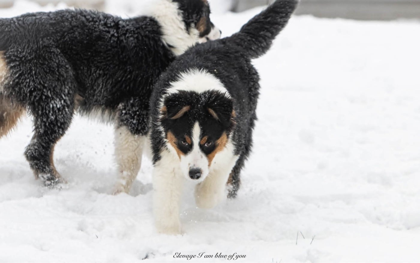 Publication : I Am Blue Of You Auteur : Elevage I am blue of you