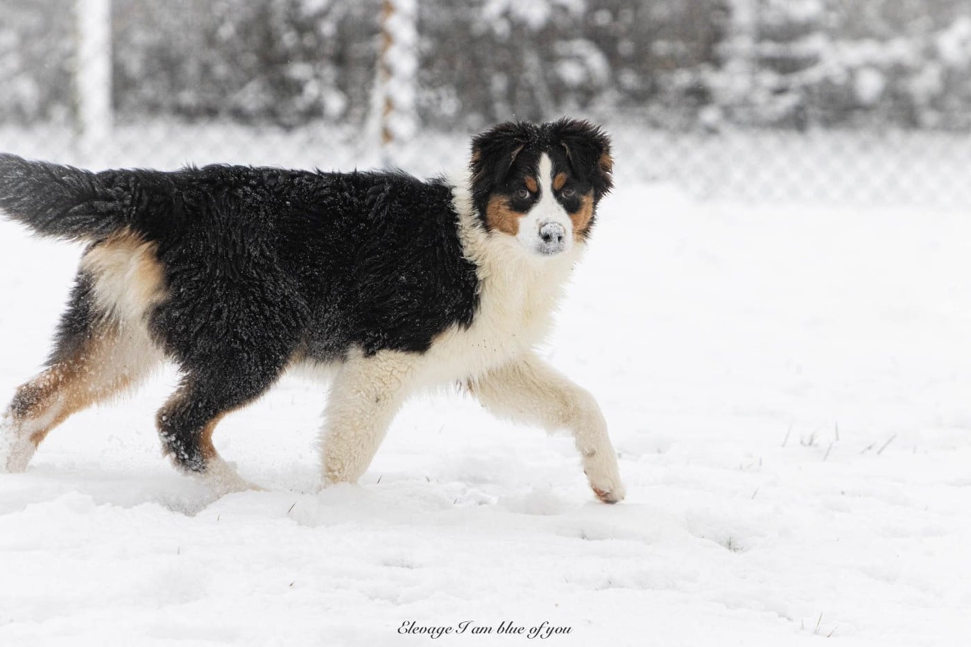 Publication : I Am Blue Of You Auteur : Elevage I am blue of you