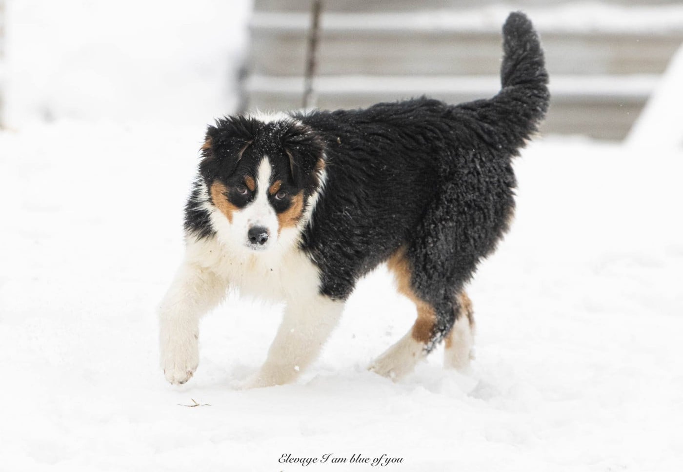 Publication : I Am Blue Of You Auteur : Elevage I am blue of you