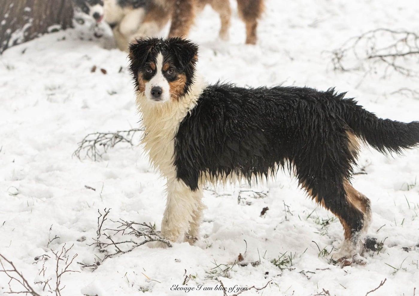 Publication : I Am Blue Of You Auteur : Elevage I am blue of you