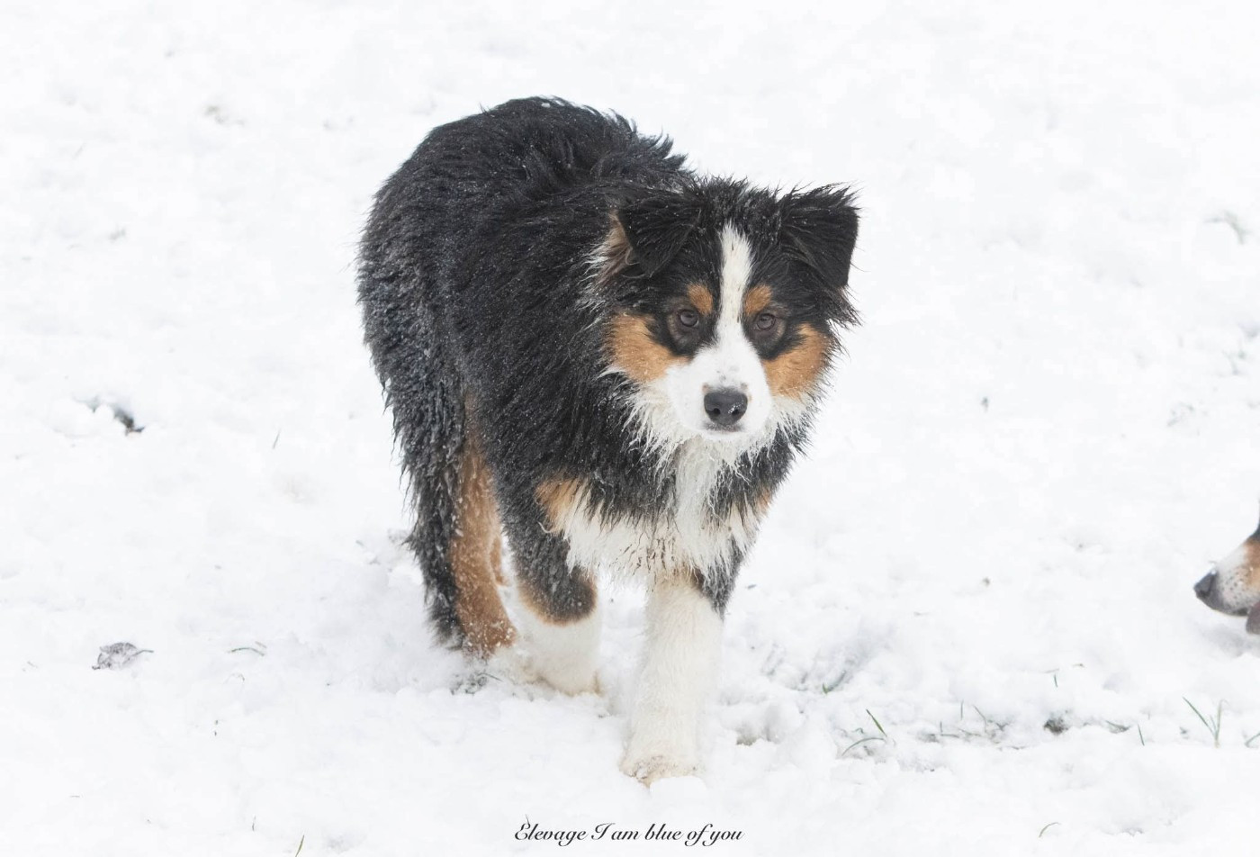 Am I blue of you du chemin de la belle etoile