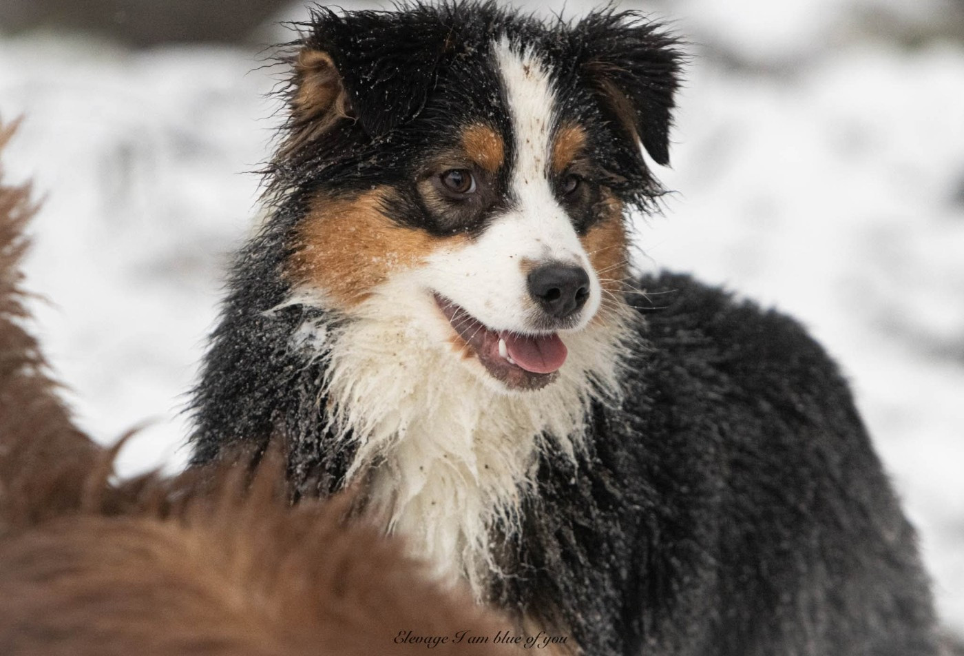 Am I blue of you du chemin de la belle etoile