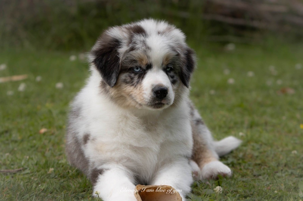 Yoga pincha mayura I Am Blue Of You