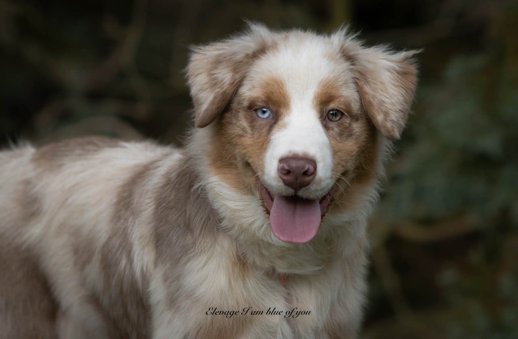 Xérès manzanilla deliciosa I Am Blue Of You