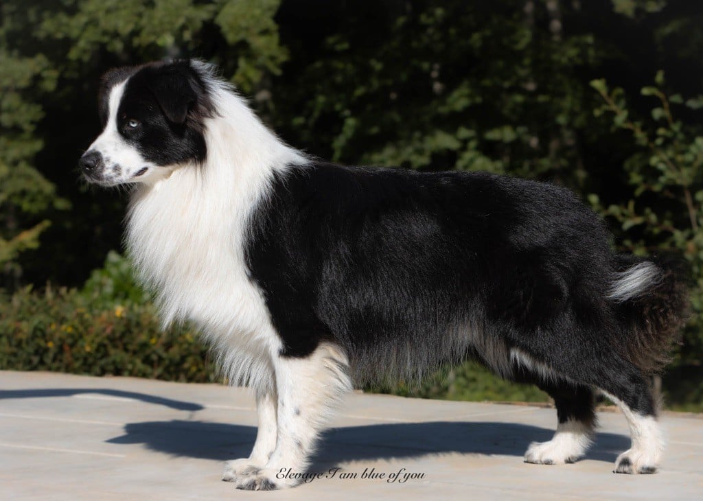 Xoxo dan humphrey I Am Blue Of You