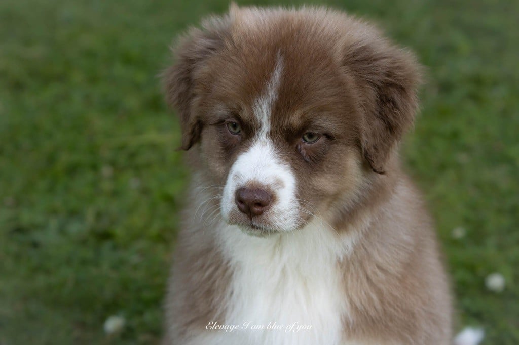 Yoga astavakra krouncha I Am Blue Of You