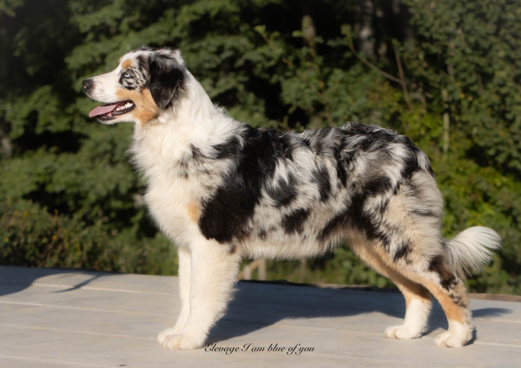 Yoga pincha mayura I Am Blue Of You