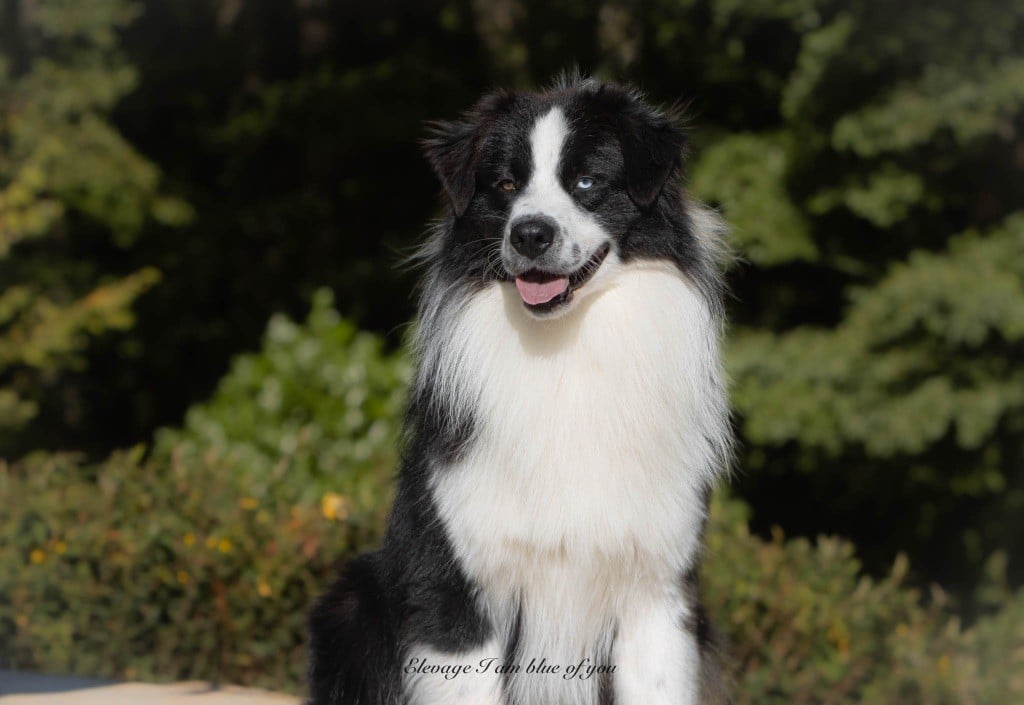 Xoxo dan humphrey I Am Blue Of You