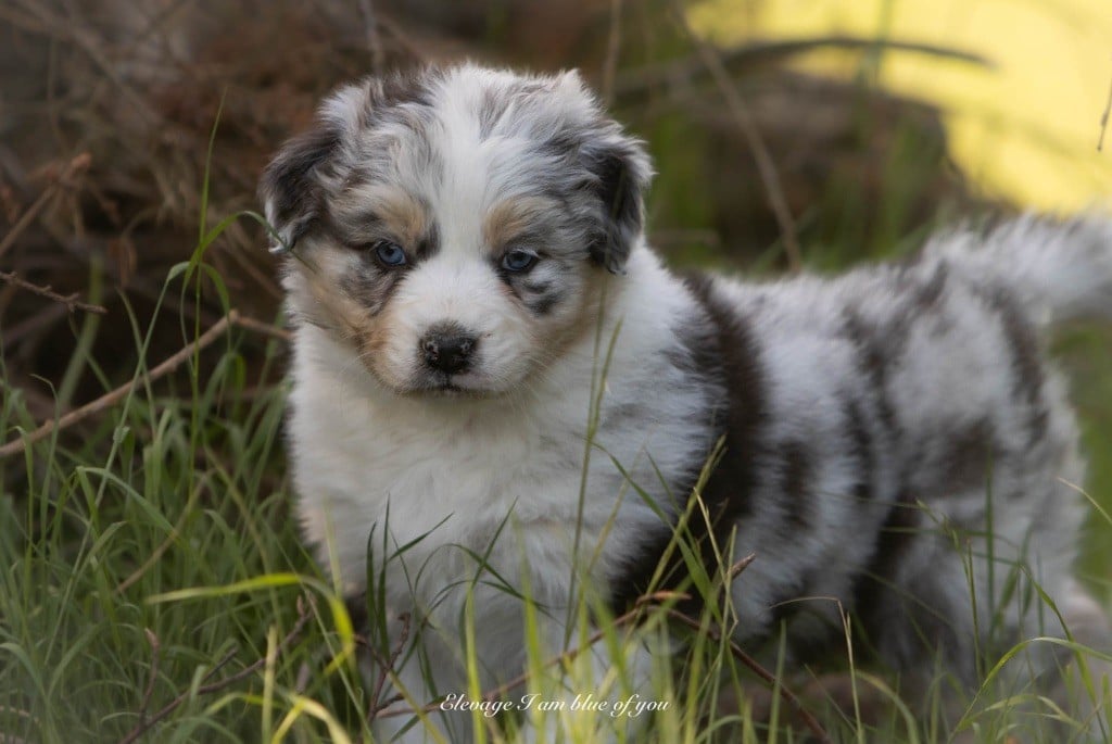 Yoga pincha mayura I Am Blue Of You