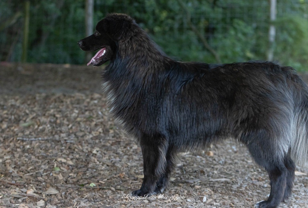 X otic pink margarita I Am Blue Of You