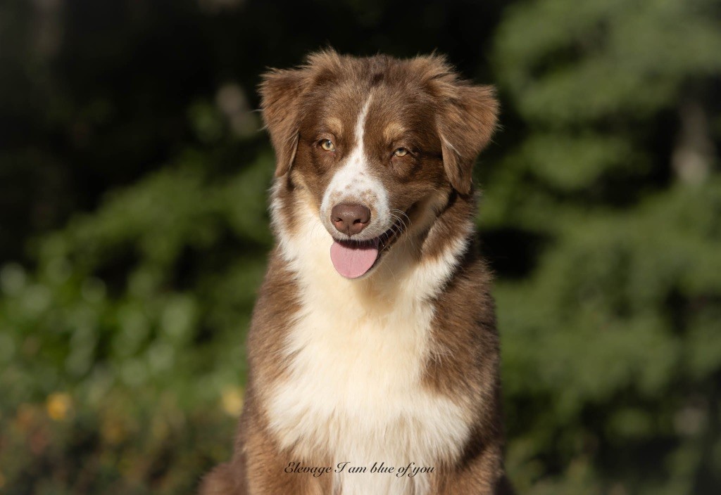 Yoga astavakra krouncha I Am Blue Of You