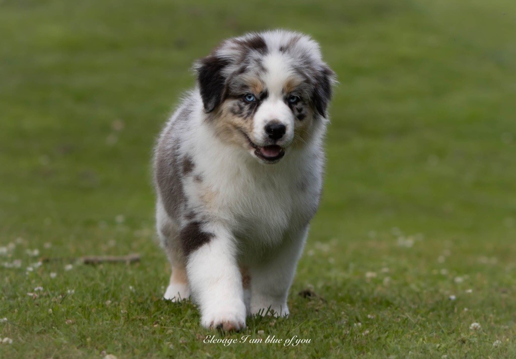 Yoga pincha mayura I Am Blue Of You