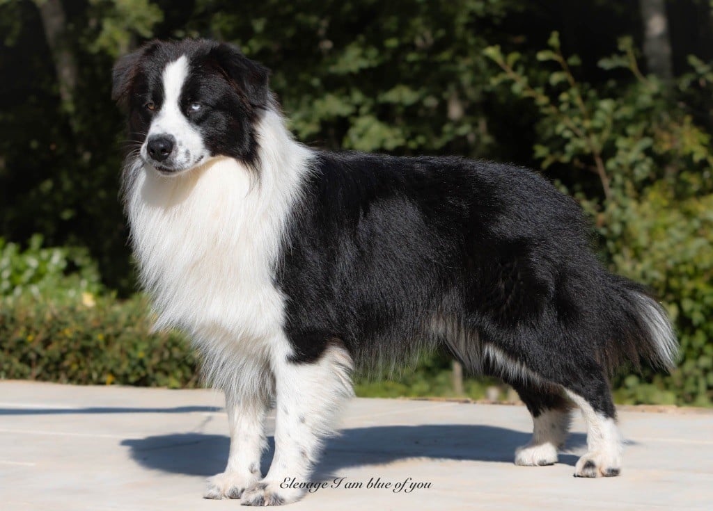 Xoxo dan humphrey I Am Blue Of You