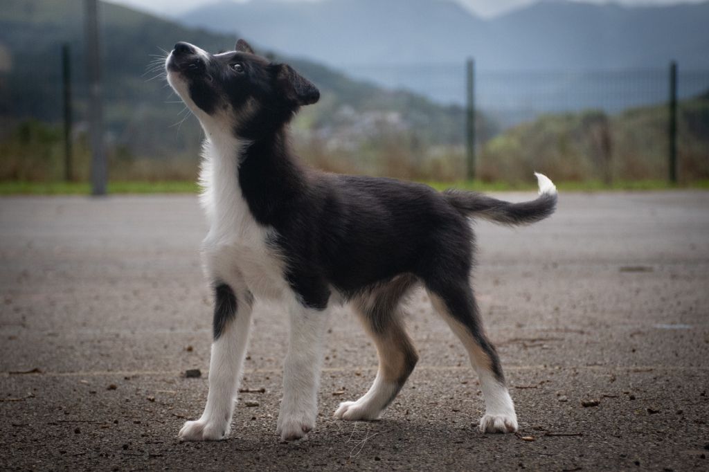 Aime De L'Echo Des Alpages