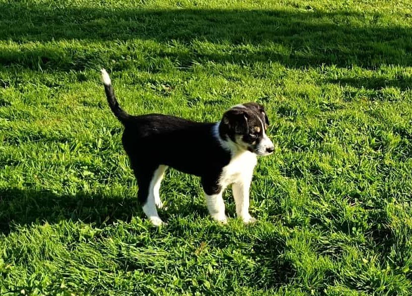 Argi Du mont kerchouan