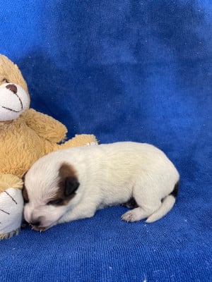 Les chiots de Bouvier australien
