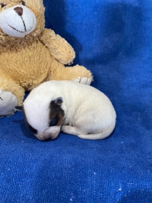 Les chiots de Bouvier australien