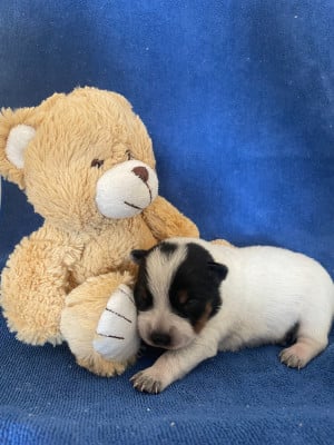 Les chiots de Bouvier australien
