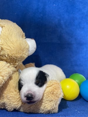 Les chiots de Bouvier australien