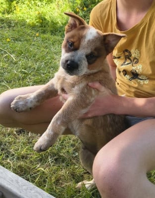 Les chiots de Bouvier australien