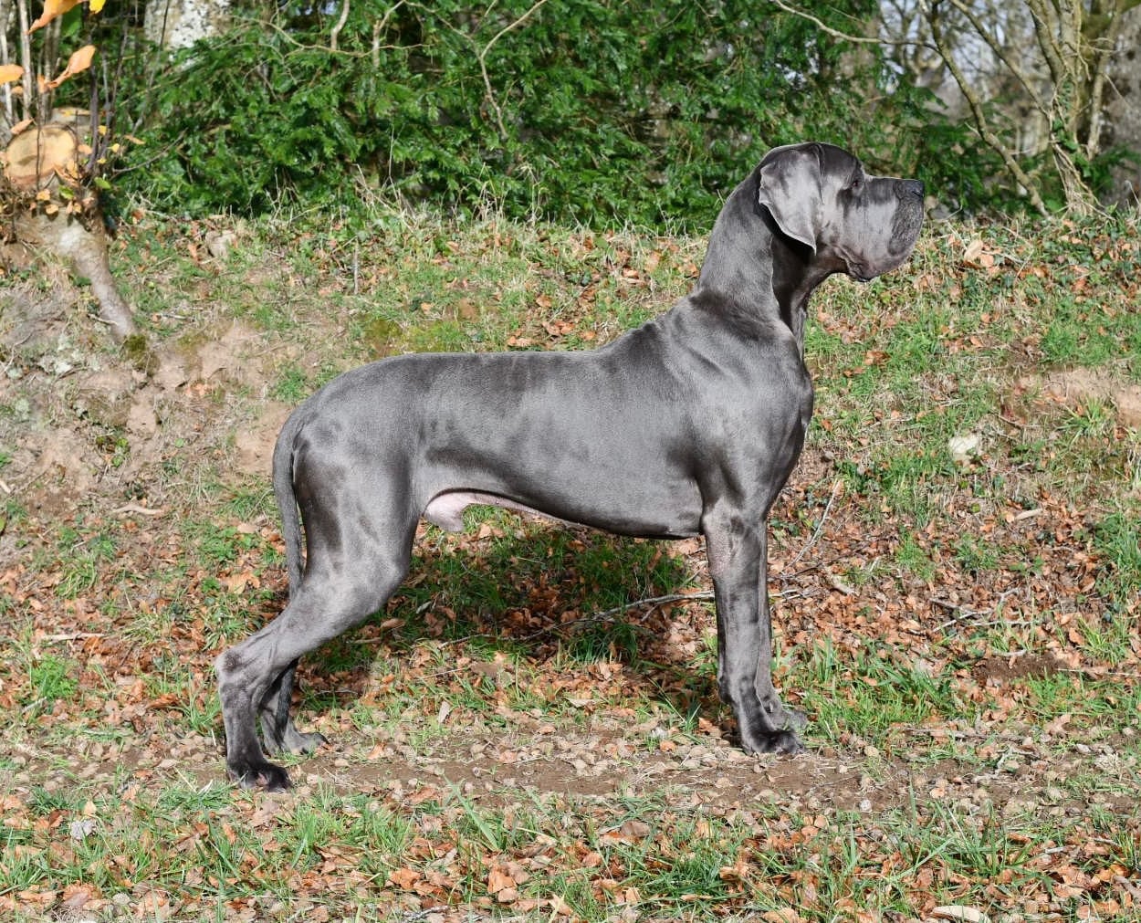 Publication : Des Sources Du Grand Dolmen