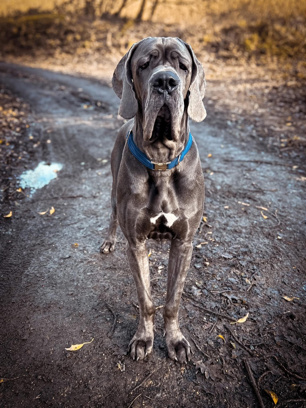 Publication : Des Sources Du Grand Dolmen