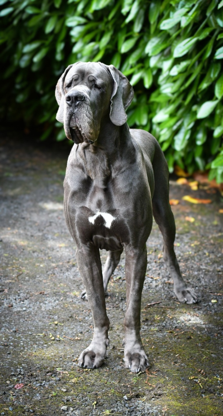 Publication : Des Sources Du Grand Dolmen