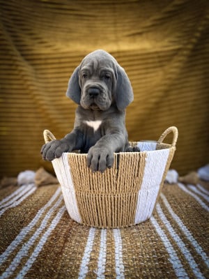 BREIZHI-BABINE - Dogue allemand