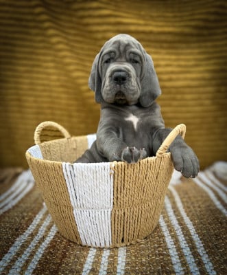 BELLINE - Dogue allemand