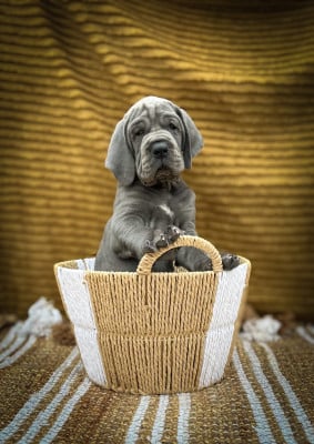 BELLAMIRA - Dogue allemand